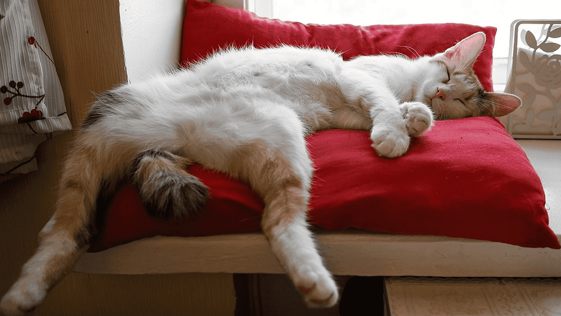 Сладкая лень. Спящий кот. Спящие котики. Котик в кровати.