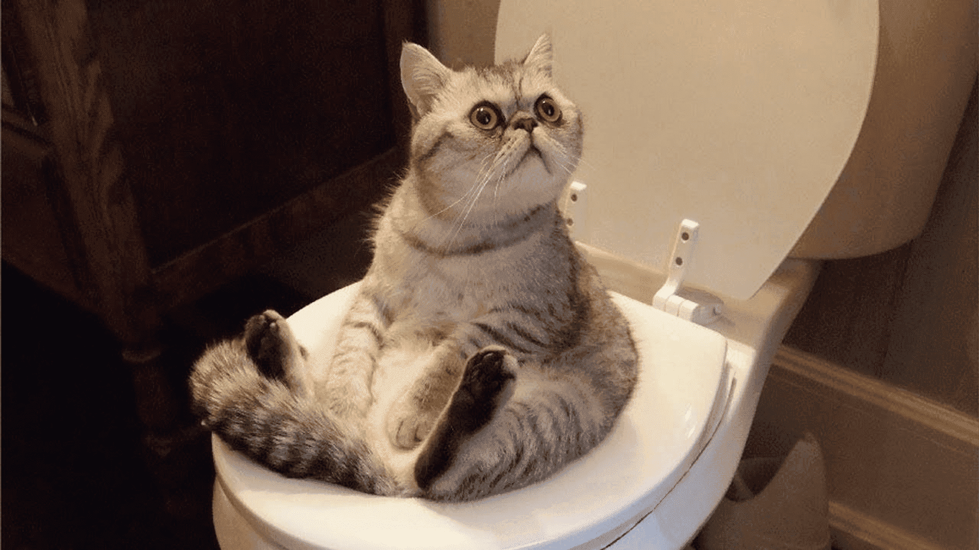 Включи смешное видео 3. Кот на унитазе. Туалет для кошек. Кошка сидит на унитазе.